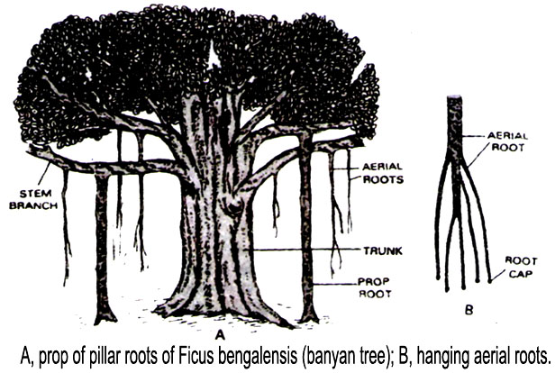 Learn Modified Adventitious Root Meaning Concepts Formulas Through Study Material Notes Embibe Com