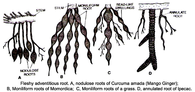 Learn Modified Adventitious Root Meaning Concepts Formulas Through Study Material Notes Embibe Com