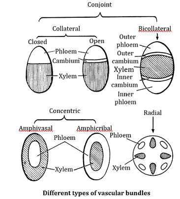 Learn Vascular Tissue Meaning Concepts Formulas Through Study Material Notes Embibe Com