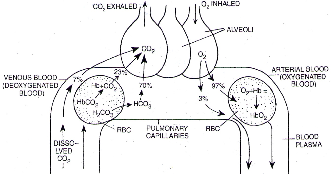 oxygen meaning