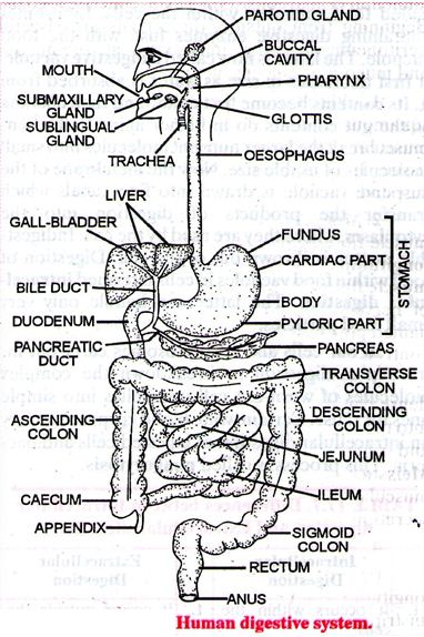 Learn Digestion Meaning Concepts Formulas Through Study Material Notes Embibe Com