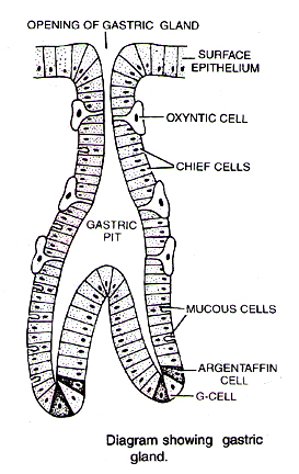 Learn Gastric Glands Meaning Concepts Formulas Through Study