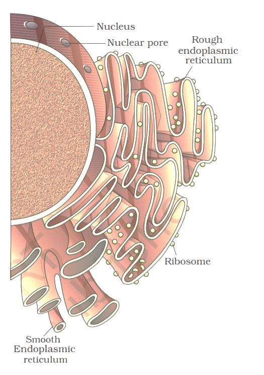 Endoplasmic Reticulum 