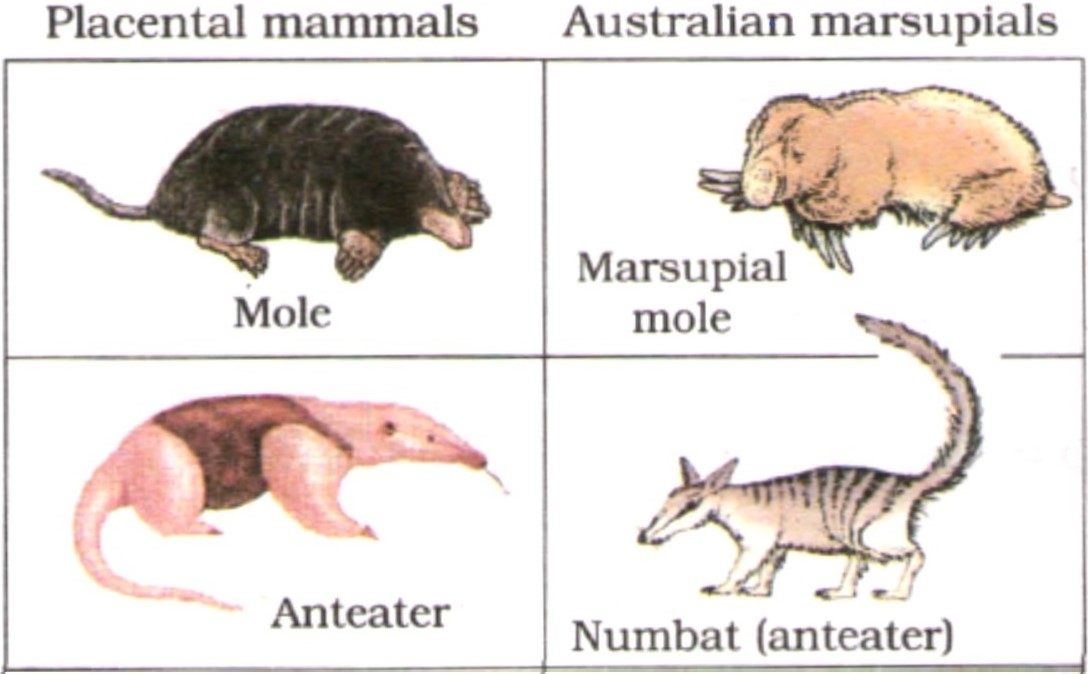 examples of convergent evolution adaptations