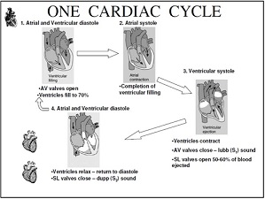 Learn Cardiac Cycle meaning, concepts, formulas through Study Material,  Notes – Embibe.com