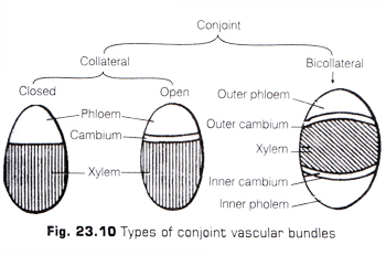 Learn Conjoint Vascular Bundle Meaning Concepts Formulas Through Study Material Notes Embibe Com