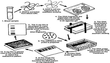 Dna Fingerprinting Process Diagram