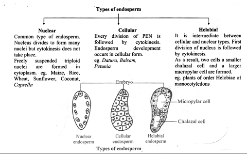 What is endosperm?