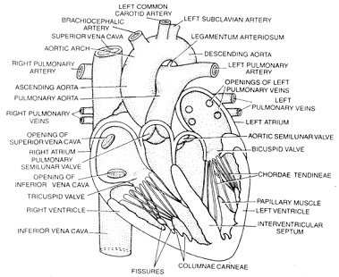 structure of heart