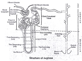 nephron nephrons