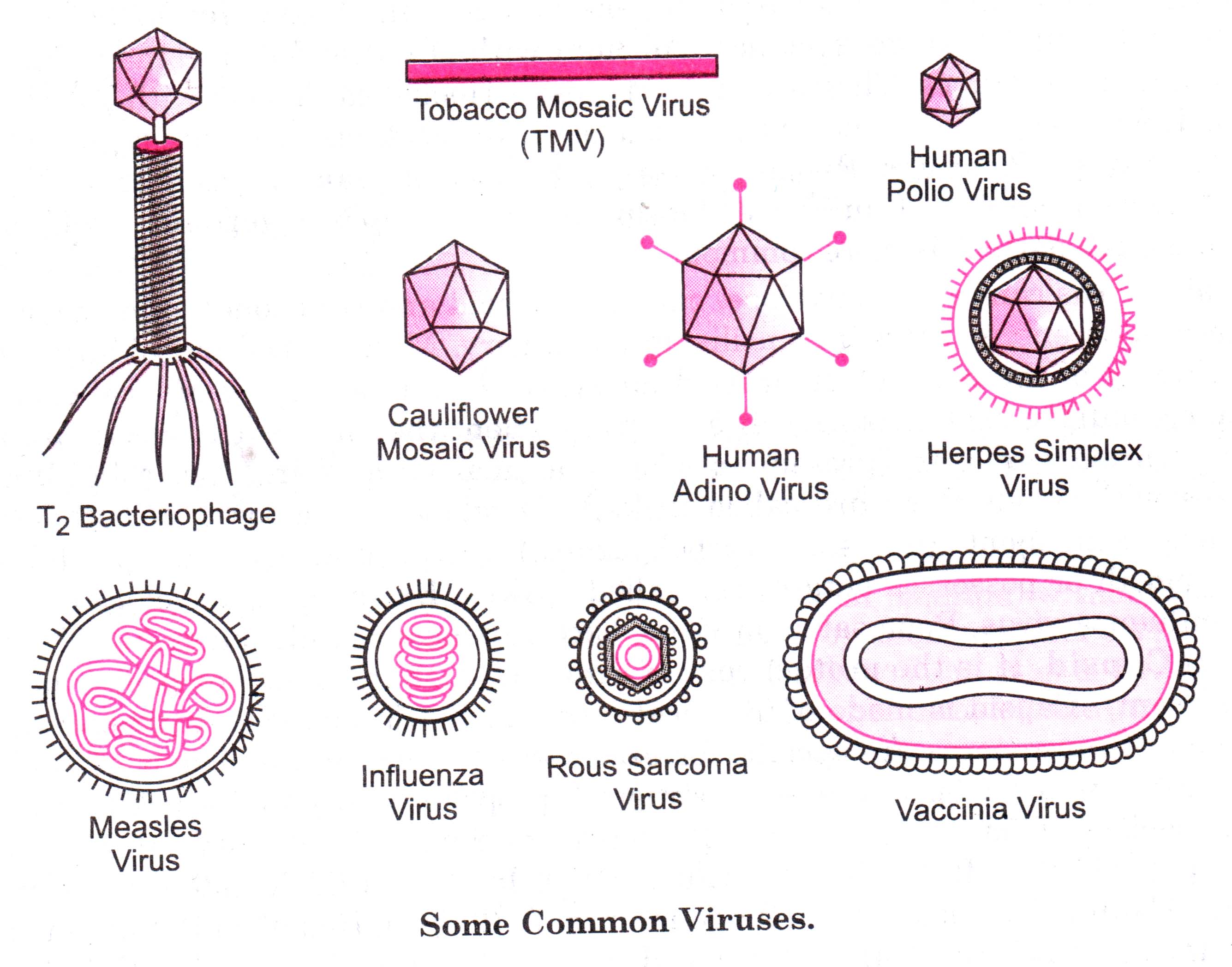 Типы симметрии вирионов вирусов