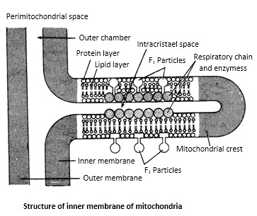 Learn Mitochondria meaning, concepts, formulas through Study ...