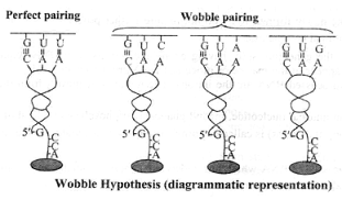 What is the Wobble hypothesis?