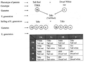 Learn Examples On Law Of Independent Assortment Meaning